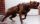 Pit Bull Terrier.jpg
